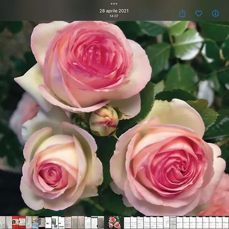 La Roseraie Affittacamere Battipaglia