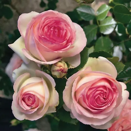 La Roseraie ゲストハウス *