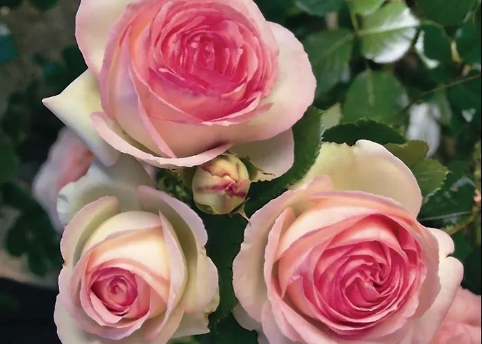 La Roseraie Casa de hóspedes *